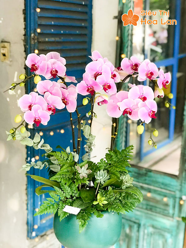 Nơi cung cấp hoa lan hồ điệp đẹp chất lượng giá rẻ