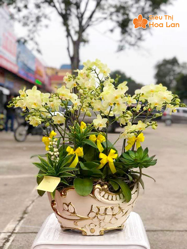 Siêu Thị Hoa Lan cung cấp các mẫu hoa lan hồ điệp đẹp