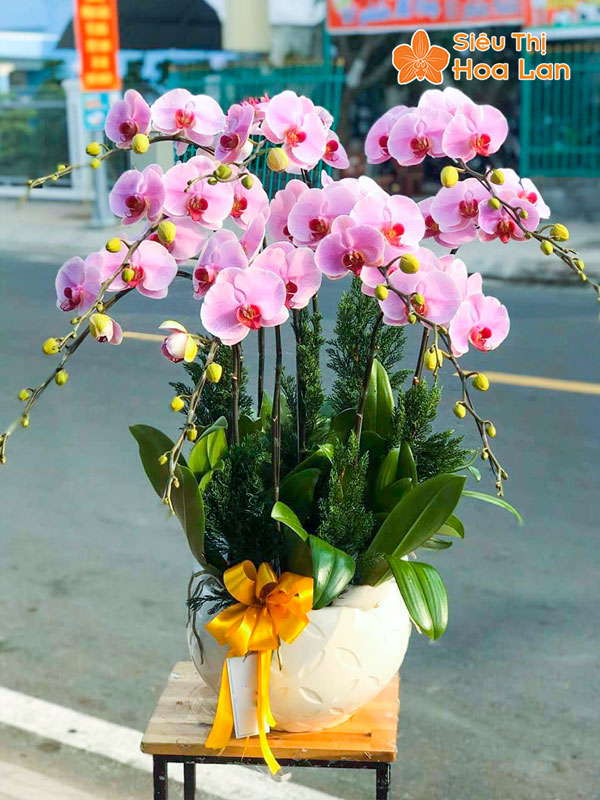 Siêu Thị Hoa Lan địa điểm bán hoa lan hồ điệp giá rẻ tại Hà Nội