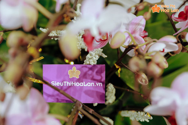 Siêu Thị Hoa Lan địa điểm bán hoa lan hồ điệp lớn nhất tại Hà Nội