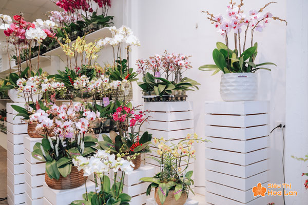 Tìm địa điểm mua hoa lan hồ điệp chất lượng tại Hà Nội