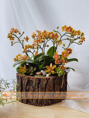 Hoa lan hồ điệp cam để bàn trưng Tết