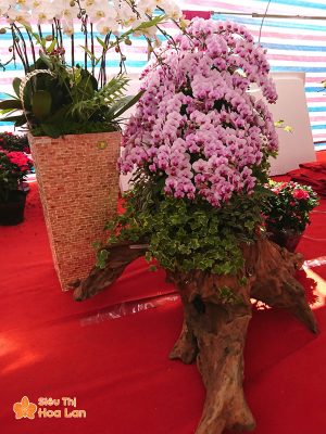 Hoa lan hồ điệp hồng 70 cành ghép thân gỗ đẹp