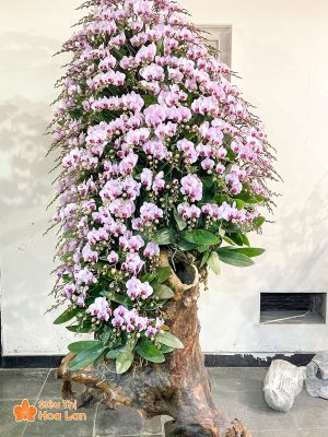 Hoa lan hồ điệp hồng cánh tím 150 cành ghép gỗ lũa đầy ấn tượng