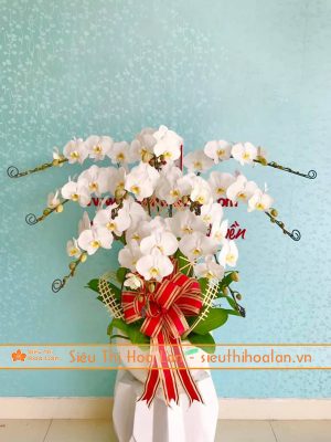 Hoa lan hồ điệp trắng đẹp ngày Tết
