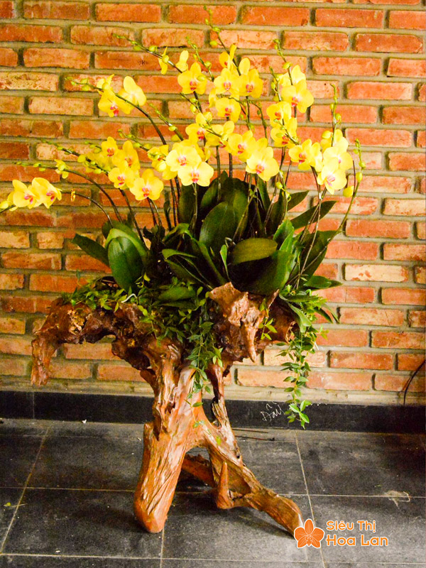Hoa lan hồ điệp vàng 20 cành ghép gỗ lũa trang trí phòng khách