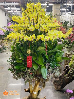 Hoa lan hồ điệp vàng 50 cành ghép gỗ lũa mừng năm mới