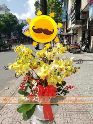 Hoa lan hồ diệp vàng ngày Tét