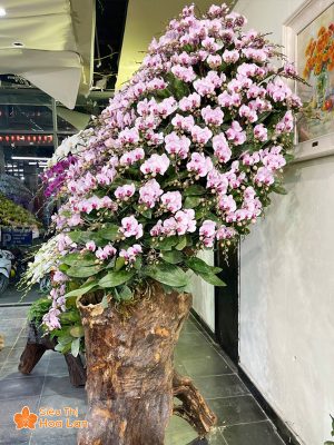 Hoa lan hồ điệp hồng mini 180 cành ghép gỗ lũa ấn tượng