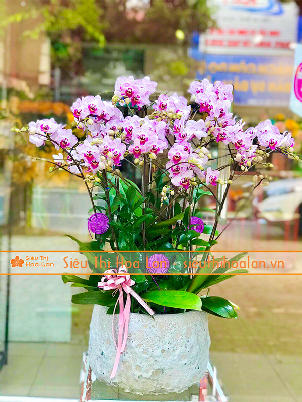 Nơi mua hoa lan hồ điệp Đà Lạt giá rẻ tại Hà Nội