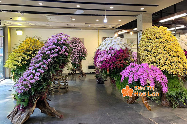 Nơi bán hoa lan hồ điệp ghép gỗ lụa ấn tượng tại Hà Nội