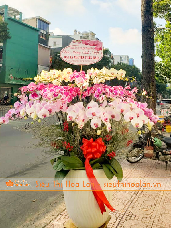 Siêu Thị Hoa Lan cung cấp chất lượng hoa lan hồ điệp
