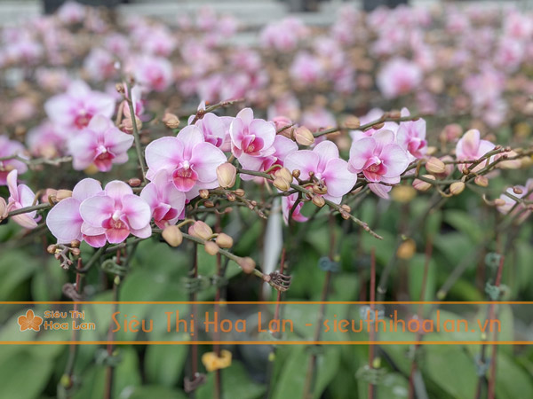 Siêu Thị Hoa Lan cung cấp hoa lan hồ điệp giá rẻ tại Hà Nội