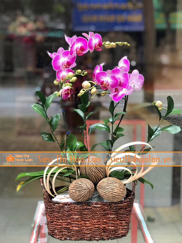 Siêu Thị Hoa Lan cung cấp hoa lan hồ điệp mini