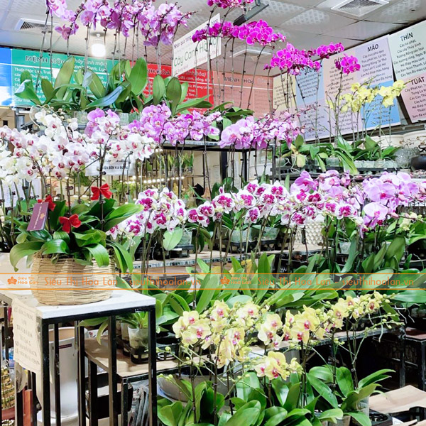 Cửa hàng hoa lan hồ điệp số 1 tại Hà Nội