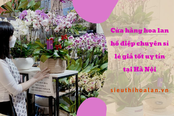Cửa hàng hoa lan hồ điệp chuyên sỉ lẻ giá tốt uy tín tại Hà Nội