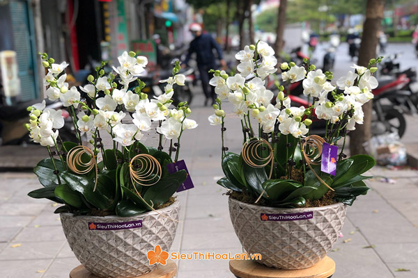 Cửa hàng hoa lan hồ điệp uy tín tại Hà Nội