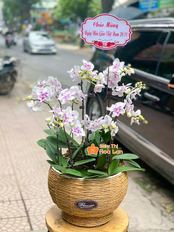 Hoa lan hồ điệp chúc mừng giao trong 1h trong nội thành Hà Nội