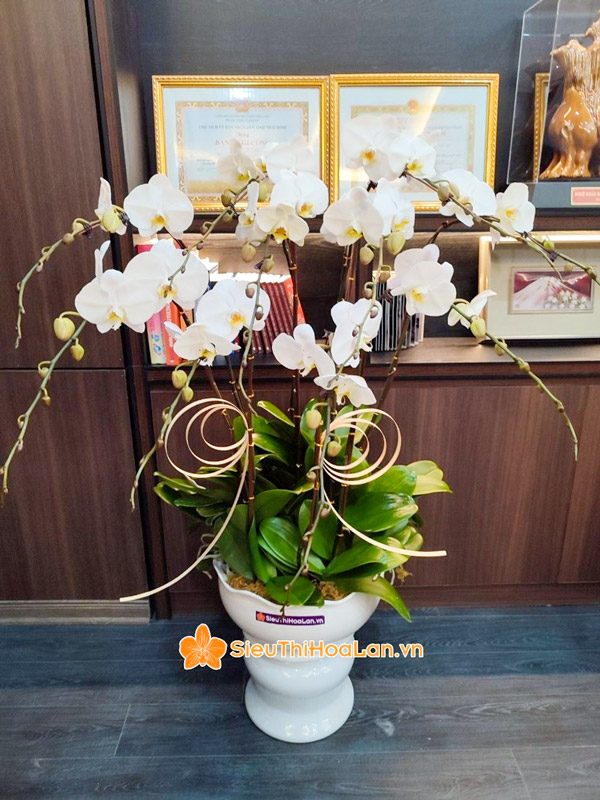 Siêu Thị Hoa Lan cung cấp hoa lan hồ điệp chất lượng tại Hà Nội