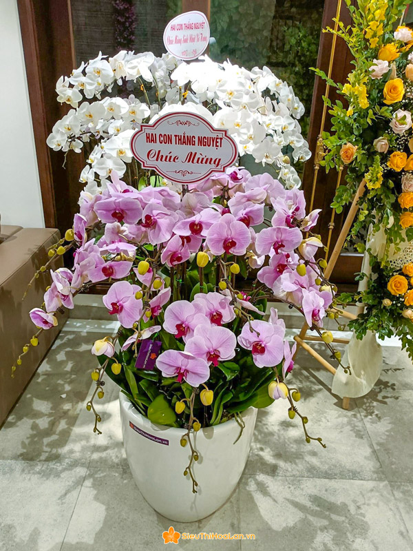 Siêu Thị Hoa Lan có chế độ bảo hành hoa lan hồ điệp hấp dẫn