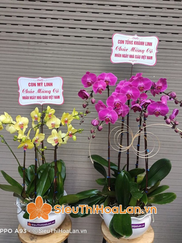 Địa điểm bán hoa lan hồ điệp đẹp chất lượng tại Hà Nội