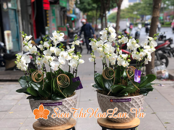 Siêu Thị Hoa Lan bán hoa lan hồ điệp tặng đối tác với nhiều mẫu mã đẹp