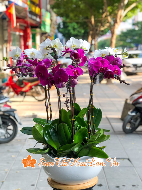 Siêu Thị Hoa Lan có nhiều mẫu hoa lan hồ điệp tặng đối tác đẹp