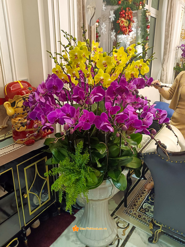 Cách chăm sóc hoa lan hồ điệp trưng văn phòng đẹp