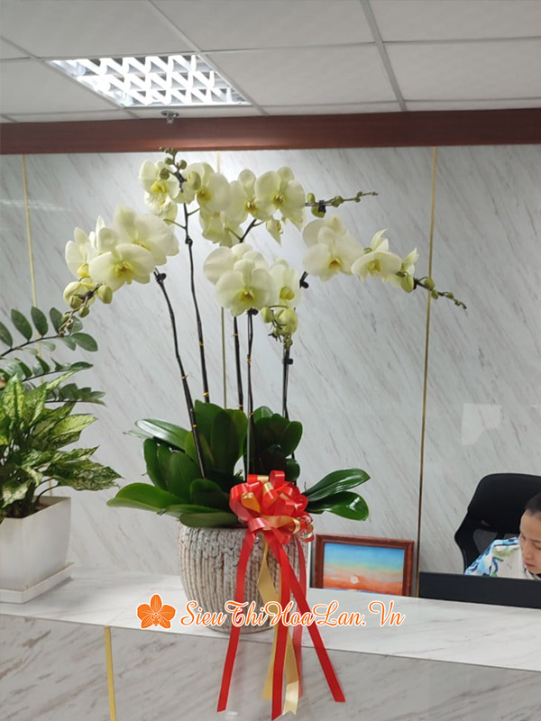 Siêu Thị Hoa Lan cung cấp hoa lan hồ điệp văn phòng tại Hà Nội