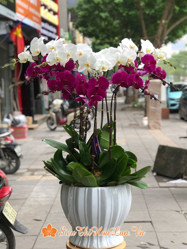 Nơi bán những chậu hoa lan hồ điệp đa sắc đẹp tại Hà Nội