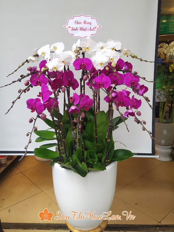 Chậu hoa lan hồ điệp đa sắc đẹp ý nghĩa tại Hà Nội