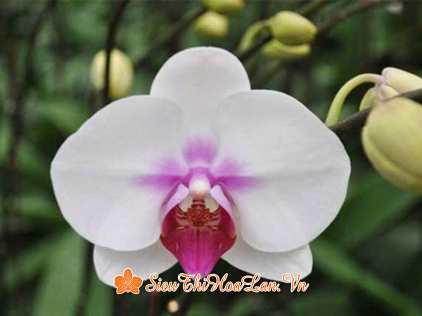Vẻ đẹp của hoa lan hồ điệp trắng lưỡi tím ngày Tết