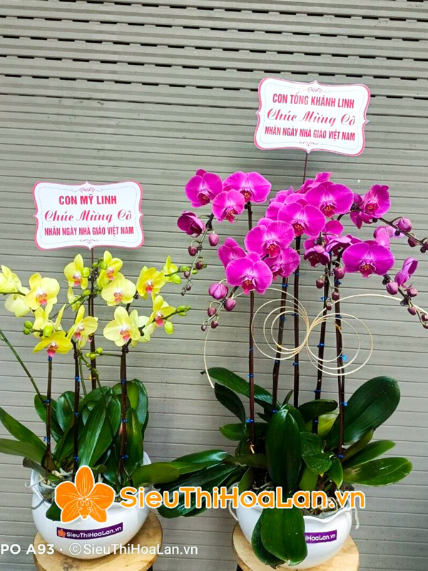 Nơi bán hoa lan hồ điệp giá rẻ tặng khai trương tại Hà Nội