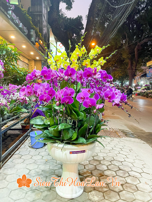 Nhu cầu hoa lan hồ điệp tại Hà Nội