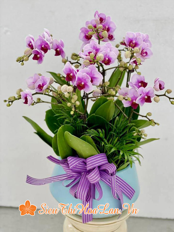 Siêu Thị Hoa Lan nơi ban hoa lan hồ điệp đẹp chất lượng
