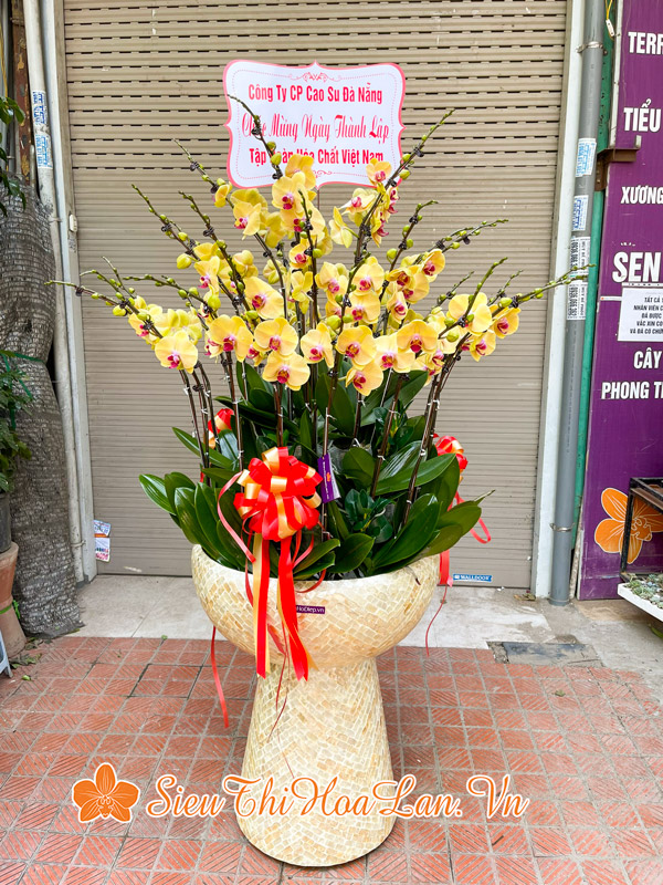 Siêu Thị Hoa Lan bán hoa lan hồ điệp đẹp chất lượng