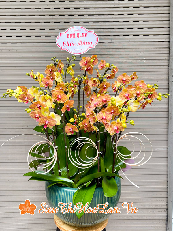 Siêu Thị Hoa Lan chuyên bán các loại hoa lan đẹp chất lượng trến thị trường