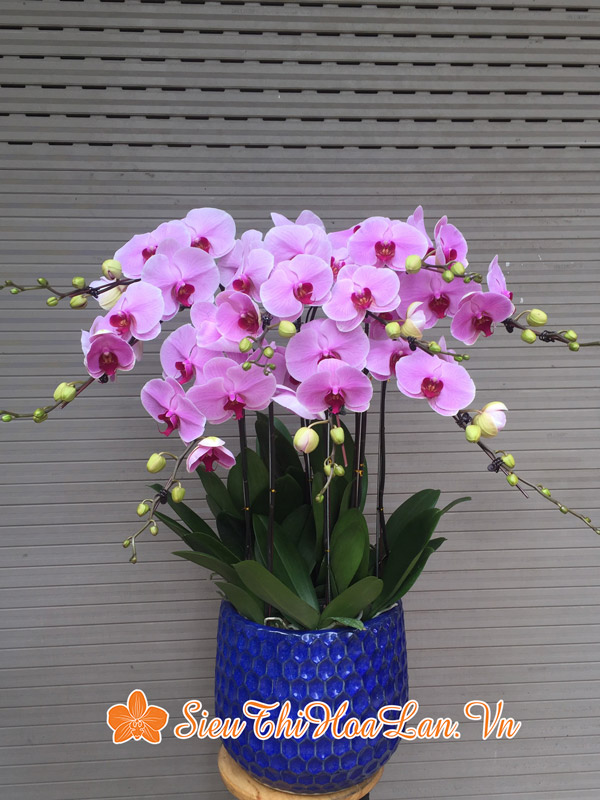 Siêu Thị Hoa Lan cung cấp hoa lan hồ điệp đẹp giá rẻ