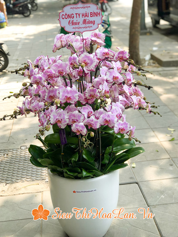 Siêu Thị Hoa Lan cung cấp hoa lan hồ điệp đẹp chất lượng với màu sắc bắt mắt