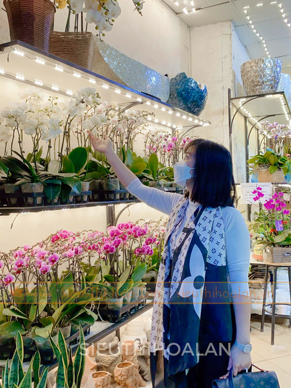 Nơi bán hoa lan hồ điệp đẹp giá rẻ tại Hà Nội