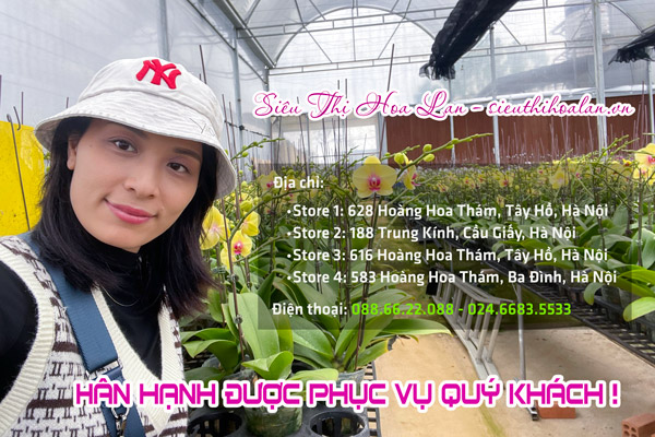 Siêu Thị Hoa Lna cung cấp sỉ lẻ hoa lan hoa lan hồ điệp chất lượng giá tốt tại Hà Nội