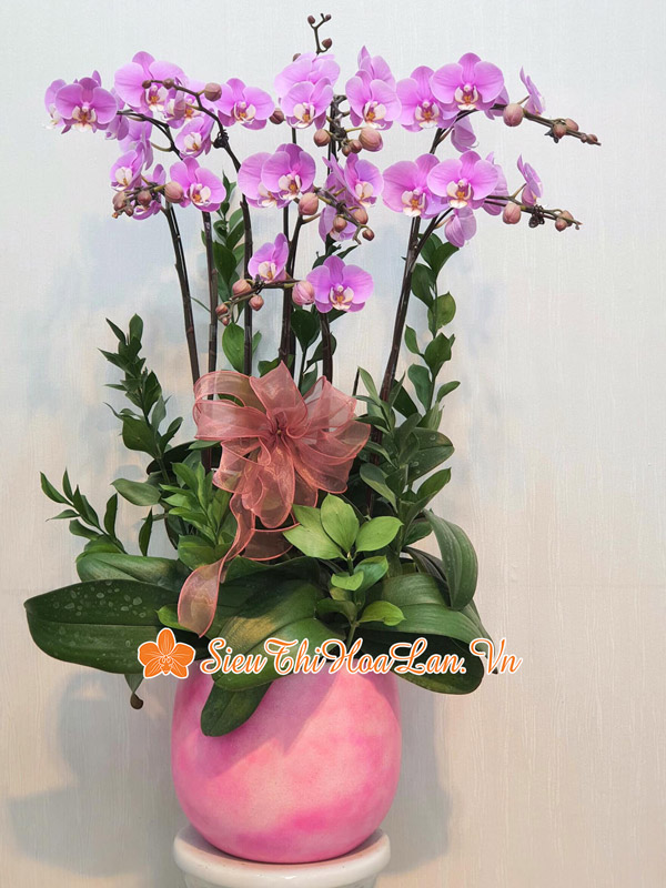 Siêu Thị Hoa Lan cung cấp hoa lan hồ điệp đẹp tại Hà Nội