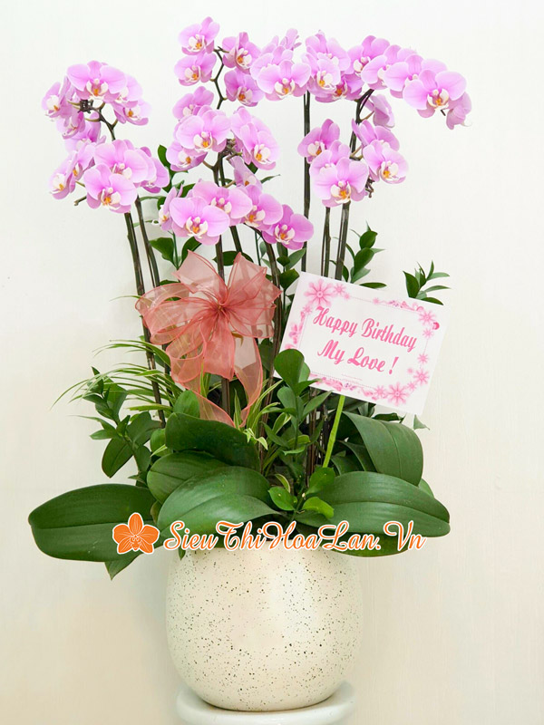 Những mẫu chậu hoa lan hồ điệp hồng đẹp ấn tượng