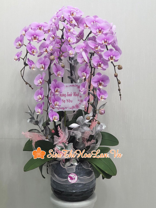 Siêu Thị Hoa Lan có nhiều mẫu hoa lan hồ điệp hồng với nhiều mẫu mã đẹp
