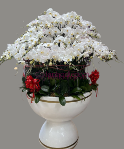 Chậu hoa lan hồ điệp Tết màu trắng 150 cành thịnh vượng