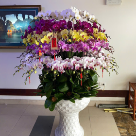 Chậu lan hồ điệp Tết đa sắc màu 150 cành may mắn, thịnh vượng Chậu lan hồ điệp Tết đa sắc màu 150 cành may mắn, thịnh vượng