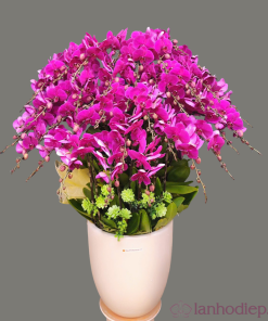 Chậu hoa lan hồ điệp Tết màu tím 120 cành quà tặng