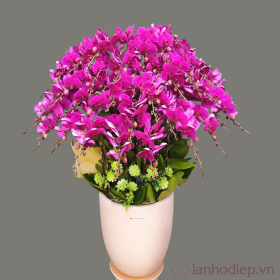 Chậu hoa lan hồ điệp Tết màu tím 120 cành quà tặng