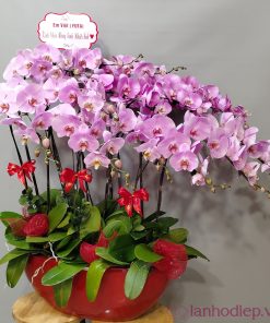 Chậu hoa lan hồ điệp Tết thuyền hoa màu hồng 80 cành hạnh phúc