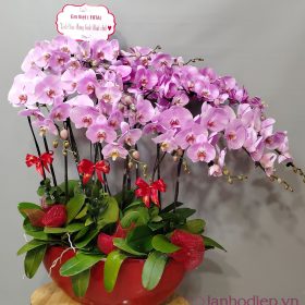 Chậu hoa lan hồ điệp Tết thuyền hoa màu hồng 80 cành hạnh phúc Chậu hoa lan hồ điệp Tết thuyền hoa màu hồng 80 cành hạnh phúc